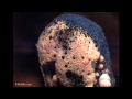 Match and flame in Extreme Close Up UltraSlo