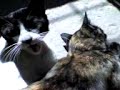 silvestre y neguita cariño salvaje 2