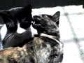 silvestre y neguita cariño salvaje 2