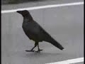 Smart Crows and Ravens Smart Crows and Ravens