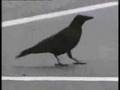 Smart Crows and Ravens