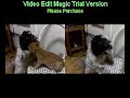 cat and dog fooling around