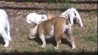 8 w Spot & Patches, 14 month sister Lily, with mother Pearl