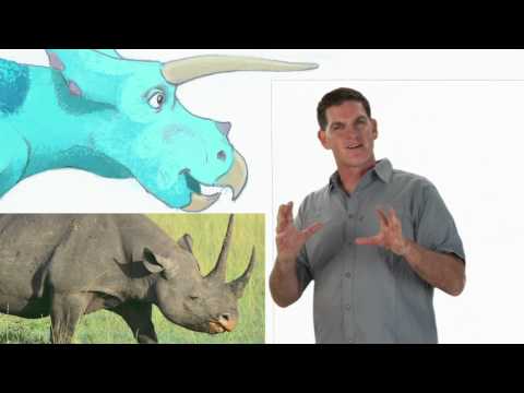 Triceratops