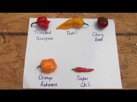 how to collect pepper seeds