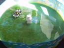 Aqua Swarms: Design and Implementation of Water Surface AUV