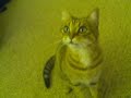 My new cat Taz being herself.