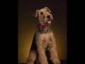 RAZAS DE PERROS: Airedale Terrier