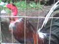 gallos de pelea linea pelones
