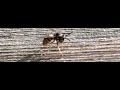 Wasp takes off at 1200 fps (camera rotated)