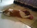 Puppy FLuffy