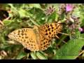 Papillons