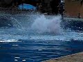 Dolphin show at 300fps pt. 3