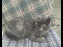 Homenaje-a-mi-gatita