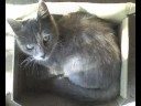 Homenaje-a-mi-gatita