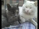 Homenaje-a-mi-gatita