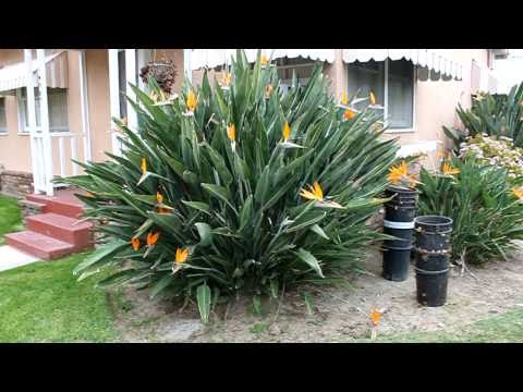 how to care bird of paradise plant