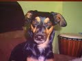 Robbers Kidnap Dog At Gunpoint