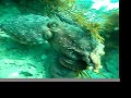 Big Octopus - headbutt