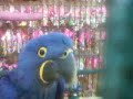 parrot shop part 2