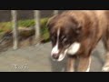 Fort Funston, California ( HD Video )