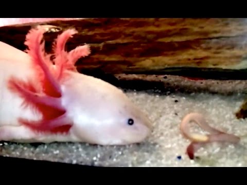 how to make axolotl gills grow