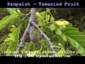 Filipino Sampalok - Tamarind Fruit Tree Filipino Sampalok - Tamarind Fruit Tree