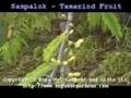 Filipino Sampalok - Tamarind Fruit Tree