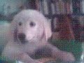 Puppy 3 months old for sale