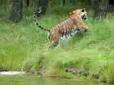 swimming tiger