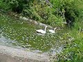 Beautiful lovely swans