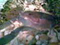 Cannible Turtle.