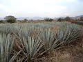 Plantios de Agave Azul (agave Tequilana) muy cerca de la Carretera Tequila-Amatitan, Jalisco