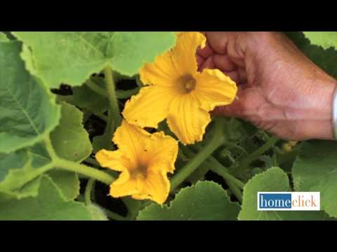how to harvest squash