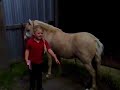 libbie brushing goldie loc