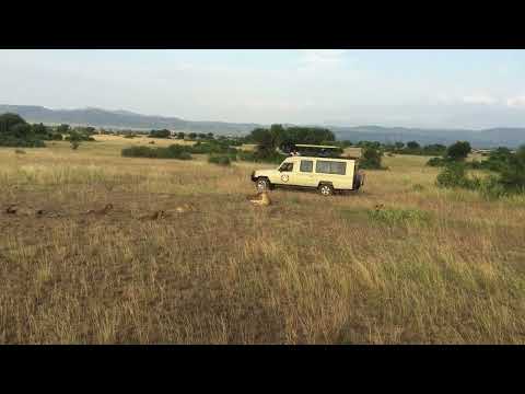 Lion Tracking in Queen Elizabeth National Park Uganda