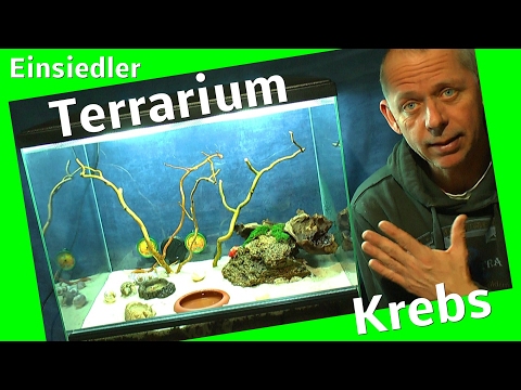 Neues Terrarium einrichten. Einsiedler Krebse ziehen um