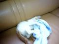 タオルに蹴りをいれまくる猫