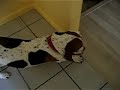 SleepWalking Basset Hounds