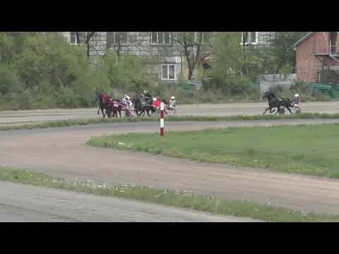 16.05.20 лошади рысистых пород старшего возраста