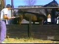 patada de caballo