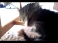 Crandles after a bath