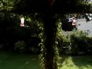 Hummingbirds In The Garden
