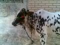 eid ul aza khubsurat cow 2009 in liaquatabad