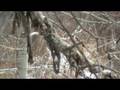 videos de 20081121111326