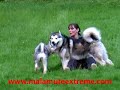 Guan yu Kennels - Malamute Extreme - Who Let the Dogs Out
