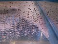 Paretroplus maculatus fry 2 week old Paretroplus maculatus fry 2 week old