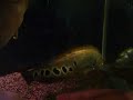 RED DEVIL,FLOWERHORN,CLOWN KNIFES,PARROT FISH