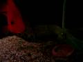RED DEVIL,FLOWERHORN,CLOWN KNIFES,PARROT FISH