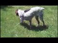 Misty the German Shorthair Pointer